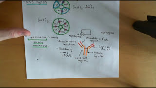 CysLoop Receptors Part 7 [upl. by Jermaine888]