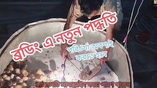 সোনালী মুরগির পরিচর্যা।মুরগির বাচ্চা ব্রুডিং শারমিনএগ্রো০০১ [upl. by Sula]