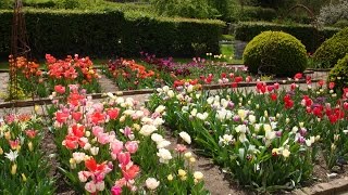 Top tips for growing tulips [upl. by Enomal]