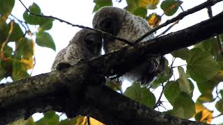 Baby owls bite each other cuddle and clean each others feet [upl. by Sheppard61]