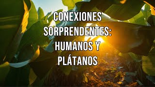 Conexiones sorprendentes humanos y plátanos [upl. by Otreblanauj]