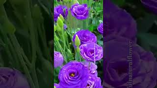 Beautiful natural flowerflowers roseflowergarden nature rosegarden beautifulflowers love trad [upl. by Araic]