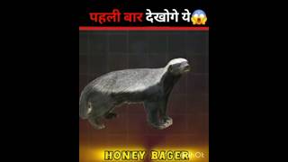 Jungle का बदमाश  facts factsmine facttechz factsinhindi shortstending viralfactsshortsfeed [upl. by Aicenra]