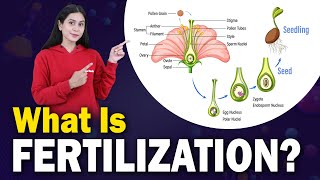 FERTILIZATION IN PLANTS  Formation Of Seed  Pollination  Parts of Flowers Biology  Home Revise [upl. by Gnuoy]