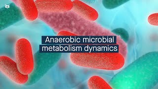 Deterministic factors control anaerobic microbial metabolism [upl. by Everson]