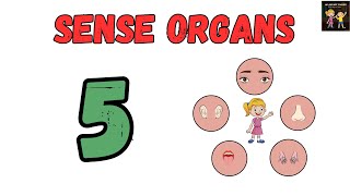 Human Sense Organs Learn about five Senses Educational video to learn Sense Organs [upl. by Esiralc]