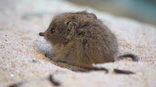 Elephant shrew  One Of The Cutest And Rarest Animals In The Wild [upl. by Grimonia395]