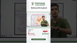 Bulbourethral gland by Piyush sir winsomeinternationalschool [upl. by Ixela785]