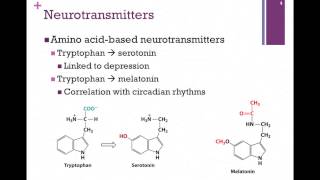 138Synthesis of Neurotransmitters [upl. by Latterll702]