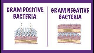 Gram Negative vs Gram Positive Bacteria  Gram Staining Mechanism [upl. by Gussi]