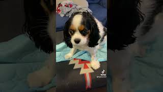 Update on Loki’s Cyst cavalier cutedog cavalierlife dog shorts gofundme [upl. by Atikin]