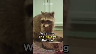 The Secret Genius of Raccoons Skills That Will Amaze You [upl. by Yllek]