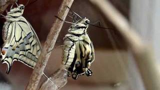 Video metamorphosis swallowtails Papilio machaon [upl. by Riehl401]