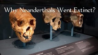 Why Neanderthals Went Extinct The Human Advantage [upl. by Mccandless]