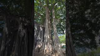 Beautiful banyan tree at Waikiki in Honolulu [upl. by Reynard]