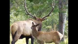 wapiti northern elk Zoo sauvage de Saint Félicien [upl. by Annoved137]