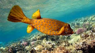 Yellow boxfish Blackspotted boxfish Ostracion cubicus Желтый кузовк Кузовоккубик [upl. by Dronel]