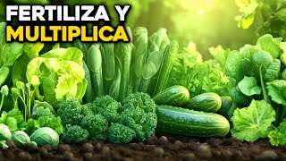 7 Fertilizantes Poderosos para Multiplicar Vegetales en tu Huerto [upl. by Row985]