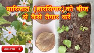 how to grow harsingar plants  parijat tree [upl. by Marietta]