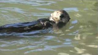 Sea Otter Using a Rock to Open Clams [upl. by Roshan556]