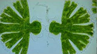 Time lapse Video  Binary Fission of Micrasterias Algae 2 [upl. by Eon]