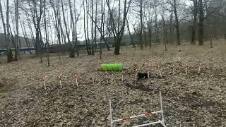 Some schipperkes remote control with barrier tunnel and weaves agility training [upl. by Nyrem758]