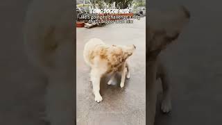 Funny doggie clips funny pets dog [upl. by Anna-Maria364]