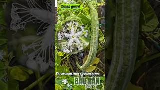 Bầu rắn  Snake Gourd Trichosanthes cucumerina [upl. by Home]