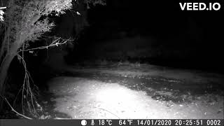 Thylacine  Tasmanian Tiger running by Trail Cam number March 2024 SE Qld [upl. by Goodhen]