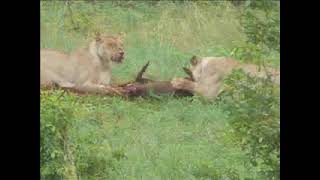 Lions Kill Warthog [upl. by Mattland691]