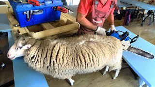 🐑✂️Massive Sheep Makeover Shearing Gigantic Wool [upl. by Netsirk]