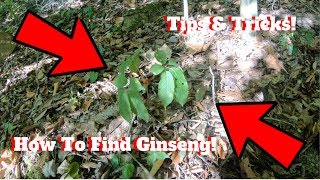 How to Find Wild Ginseng [upl. by Markson223]