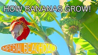 Banana Tree Time Lapse  4 months in 1 minute [upl. by Bebe]