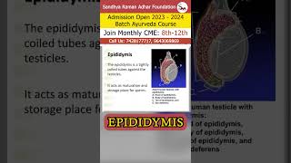 Epididymis  Sandhya Raman Adhar Foundation [upl. by Engen]