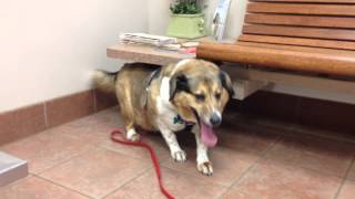 My dog hyperventilating while at the vets office [upl. by Eeralav]