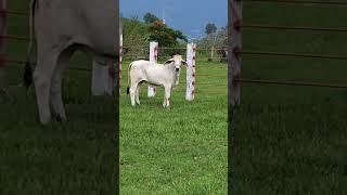 Un poco nerviosa 😝 brahman ganaderia mexico tropico [upl. by Junji251]