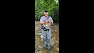 Fly Fishing the Tuckasegee River and Johnathons Creek in NC [upl. by Dilly362]