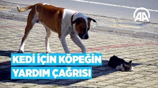 Kedi İçin Köpeğin Yardım Çağrısı [upl. by Aramanta]