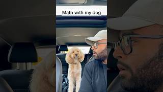 Mini Cockapoo Thinks About Math Question Before Answering 😳 [upl. by Asinla]