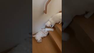 Cat leezi cat 😺ai aicat ytshort cuteanimels dojacat funnycat shortsviral [upl. by Elka]