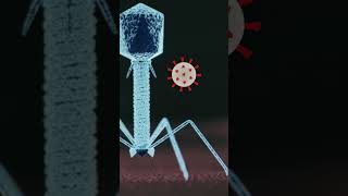 How mRNA Vaccines Work in the Body  Quick Science Explainer [upl. by Ayaladnot181]