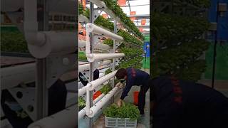 Hydroponic farming at home with plastic pipes  hydroponic gardening at home [upl. by Bluefield]