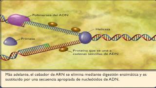 ADN  Replicación del ácido desoxirribonucleico  Explicación animada [upl. by Assirt795]