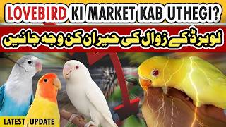 Lovebird price update 2024  lovebirds price down  love birds market rate 2024 [upl. by Reniar]