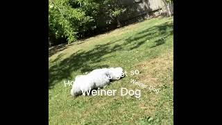 Weiner dog Weiner dog how did you get so long [upl. by Yelsew]