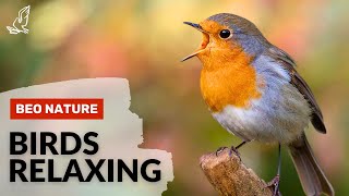 Birds Singing  Relaxing Woodland Bird Sounds Beautiful Birdsong Heal Anxiety Depression [upl. by Olnton106]