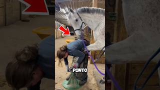 Niña ayuda a un caballo en apuros 😮❤️ shortvideo shortsfeed shorts [upl. by Releehw451]