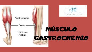 Músculo gastrocnemio  🦴 [upl. by Sharman]