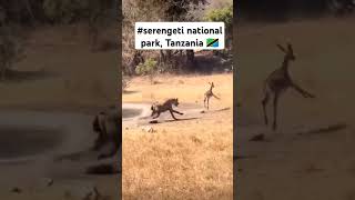 Tanzania safari  Serengeti Ngorongorocreator  Mt Kilimanjaro animals naturefilm nature [upl. by Monk]