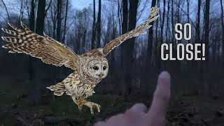 Barred Owls Shock Gobbling Wild Turkeys Incredible Audio [upl. by Amandie]